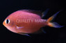 Darkfin Chromis :: 15065