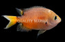 Darkfin Chromis