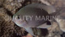Black Spot Damselfish  :: 15067