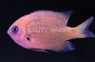 Agile Chromis :: 15068