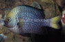 Yellowtail Damselfish :: 15073