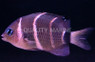 Phoenix Devil Damselfish :: 15077