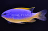 Blue Devil Damselfish :: 15079
