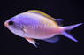 Oval Chromis :: 15105