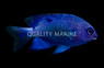 Cortez Damselfish