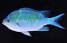 Black Axil Chromis :: 15129