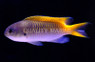 Guam Damselfish :: 15138