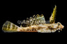 Fingered Dragonet