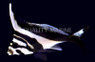 Blacktip Morwong Drumfish :: 15506