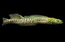 Green Wolf Eel