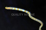 Splendid Garden Eel :: 16022