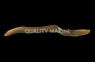 Palenose Moray Eel