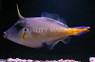 Large Scale Leatherjacket Filefish :: 16528