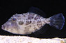 Bridled Leatherjacket Filefish :: 16533
