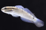 Byno Goby :: 18501