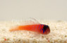 Catalina Goby :: 18505
