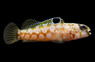 Black Cap Jawfish