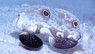 Two Spot Goby, Pair :: 18561