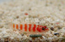 Red Striped Goby :: 18630