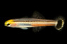 Mini Dart Goby :: 18634
