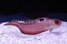 Pouter Blushing False Eye Goby :: 18639