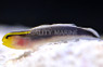 Short Stripe Goby :: 18650