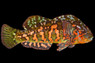 Painted Greenling