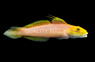 Bella Goby