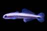 Beautiful Hover Goby :: 18727