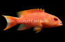 White Edged Lyretail Grouper