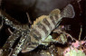 Starry Grouper :: 19010