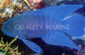 Western Blue Devil Grouper :: 19036