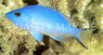 Blue Hamlet :: 20502