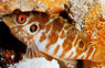 Twospot Hawkfish :: 21005