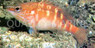 Macculloch's Hawkfish :: 21009