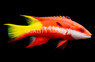 Cuban Hogfish