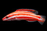 Neopercularis Hogfish :: 21525