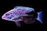 Galaxy Hogfish, Juvenile :: 21528
