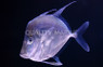 Moonfish Lookdown Jack :: 22010