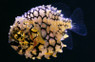 Australian Pineapplefish :: 24500