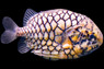 Japanese Pineapplefish