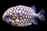 Japanese Pineapplefish :: 24501