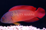 Darkstriped Dottyback :: 26042