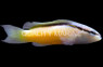 Blackstripe Dottyback :: 26043