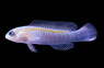Blue Barred Dottyback, Male :: 26050