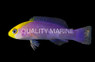 Gold Browed Dottyback :: 26058