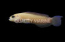 Omanensis Dottyback :: 26059