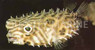 Yellow Spiny Box Burrfish Pufferfish, Juvenile :: 26516