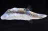 Maze Toby Pufferfish :: 26545