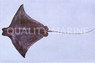 Bay Stingray :: 27501